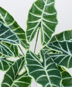 GloboStar® GloboStar® ALOCASIA 78225 Τεχνητό Φυτό Αλοκάσια - Μπουκέτο Διακοσμητικών Φυτών - Κλαδιών με Φύλλωμα Πράσινο Υ43cm