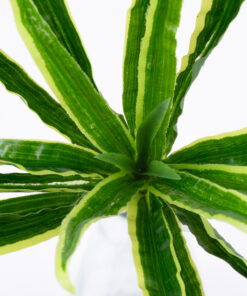 GloboStar® GloboStar® GREEN DRACAENA 78233 Τεχνητό Φυτό Δράκαινα Πράσινη - Μπουκέτο Διακοσμητικών Φυτών - Κλαδιών με Φύλλωμα Πράσινο Υ47cm