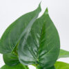 GloboStar® GloboStar® POTHOS 78266 Τεχνητό Φυτό Πόθος - Μπουκέτο Διακοσμητικών Φυτών - Κλαδιών με Φύλλωμα Πράσινο Υ28cm
