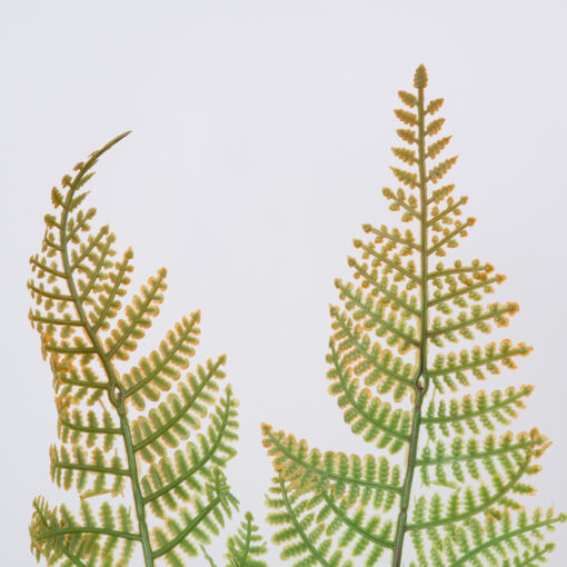 GloboStar® GloboStar® FERN 78269 Τεχνητό Φυτό Φτέρη - Μπουκέτο Διακοσμητικών Φυτών - Κλαδιών με Φύλλωμα Πράσινο - Καφέ Υ45cm
