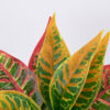 GloboStar® GloboStar® RED AGLAONEMA 78275 Τεχνητό Φυτό Αγλαόνημα Κοκκ. - Μπουκέτο Διακοσμητικών Φυτών - Κλαδιών με Φύλλωμα Πράσινο - Πορτοκαλί - Κόκκινο Υ27cm