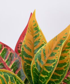 GloboStar® GloboStar® RED AGLAONEMA 78275 Τεχνητό Φυτό Αγλαόνημα Κοκκ. - Μπουκέτο Διακοσμητικών Φυτών - Κλαδιών με Φύλλωμα Πράσινο - Πορτοκαλί - Κόκκινο Υ27cm