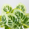 GloboStar® GloboStar® WHITE PEPEROMIA 78276 Τεχνητό Φυτό Πεπερόμια Λευκή - Μπουκέτο Διακοσμητικών Φυτών - Κλαδιών με Φύλλωμα Πράσινο - Λευκό Υ33cm