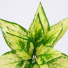 GloboStar® GloboStar® GOLDEN POTHOS 78278 Τεχνητό Φυτό Χρυσός Πόθος - Μπουκέτο Διακοσμητικών Φυτών - Κλαδιών με Φύλλωμα Πράσινο - Κίτρινο Υ26cm