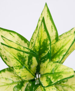 GloboStar® GloboStar® GOLDEN POTHOS 78278 Τεχνητό Φυτό Χρυσός Πόθος - Μπουκέτο Διακοσμητικών Φυτών - Κλαδιών με Φύλλωμα Πράσινο - Κίτρινο Υ26cm