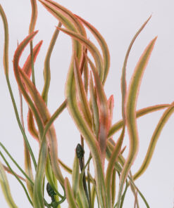 GloboStar® GloboStar® SPLEENWORTH SMALL 78279 Τεχνητό Φυτό Ασπλήνιο Μικρό - Μπουκέτο Διακοσμητικών Φυτών - Κλαδιών με Φύλλωμα Πράσινο - Κόκκινο Υ50cm