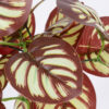 GloboStar® GloboStar® RED PEPEROMIA 78297 Τεχνητό Φυτό Πεπερόμια Κοκκ. - Μπουκέτο Διακοσμητικών Φυτών - Κλαδιών με Φύλλωμα Κόκκινο - Λευκό Υ30cm