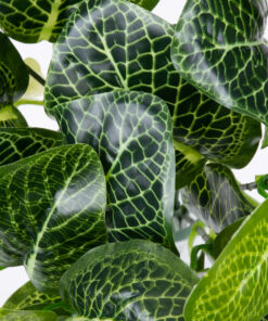 GloboStar® GloboStar® NERVE PLANT 78300 Τεχνητό Φυτό Φιτόνια - Μπουκέτο Διακοσμητικών Φυτών - Κλαδιών με Φύλλωμα Πράσινο Υ32cm