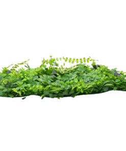 Alternative view of GLOBOSTAR® PEPPEROMIA 78434 Τεχνητό Πάνελ Φυλλωσιάς / Κάθετος Κήπος Πεπερόμια & Ζεβρίνα - Πράσινο - Μ60 x Π9 x Υ40cm