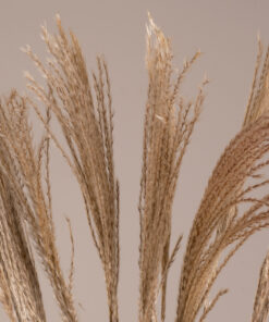 GloboStar® GloboStar® MISCANTHUS 36539 Αποξηραμένο Φυτό Μίσχανθος - Μπουκέτο Διακοσμητικών Κλαδιών Μπεζ Υ140cm - Σετ 10 τμχ