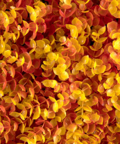 GloboStar® 78516 Artificial - Συνθετικό Τεχνητό Διακοσμητικό Φυτό Θάμνος Πυξάρι Πορτοκαλί - Κίτρινο Φ46cm 9 f9a161 78513 6